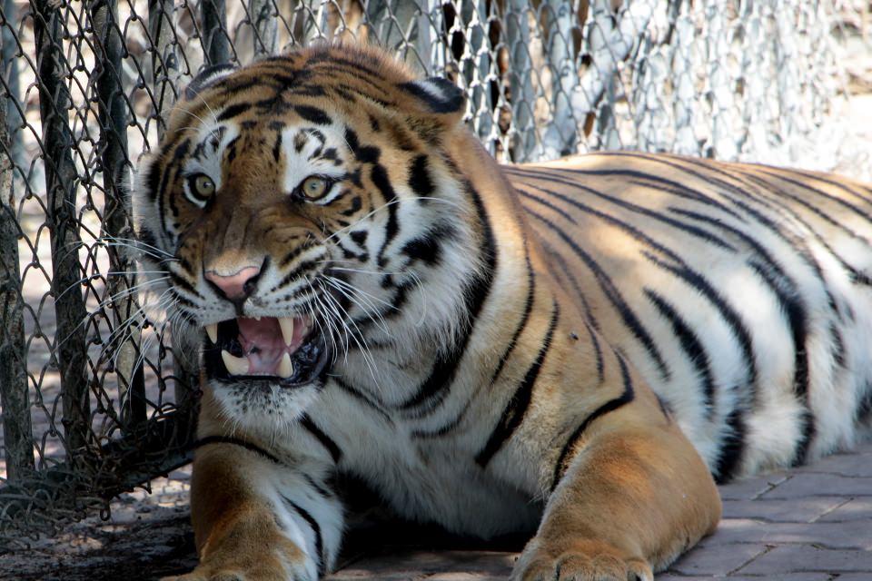<p>Konya'nın Karatay İlçesi Hayvanat Bahçesi, 2005 yılından bu yana 35 bin metrekarelik alanda ziyaretçilerini ağırlıyor. </p>

<p> </p>
