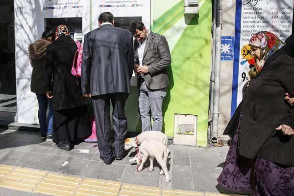 <p>"Onlara biberonla süt veriyorum, karınlarını doyuyorum. Haftada bir  gün yıkıyorum. Onları sıcak evde büyütüyorum. Bir süre sonra bana alışıyorlar.  Sesimi tanıyorlar. Ben nereye gidersem gideyim, peşimden ayrılmıyorlar. Bir  kahvehane işletiyorum, oraya geliyorlar. Sobanın yanında onlara bir yer yaptım. Kahvede müşteriler ilgi gösteriyor, seviyor. Uykuları geldiği zaman sobanın  başına gidip yatıyorlar. Ayrıca bankaya, bakkala, arkadaşlarımın yanına nereye  gidersem gideyim peşimdeler. Sokakta gezerken zor olmuyor. Ben durursam  duruyorlar, yürürsem yürüyorlar. Yolun karşısına geçerken bile beni bekliyorlar.  Eğer beni kaybedelerse annelerini kaybetmiş gibi bağırıyorlar. Hiç yanımdan  ayrılmıyorlar."</p>

<p> </p>
