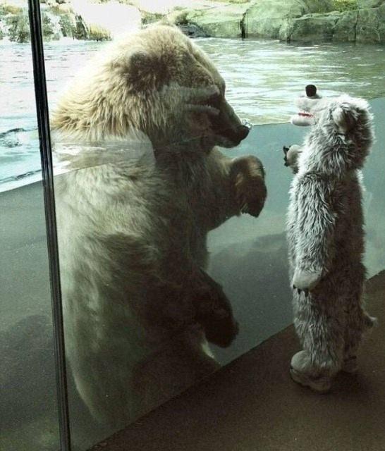 <p>Ayının ne düşündüğünü tahmin edebilen var mı?</p>
