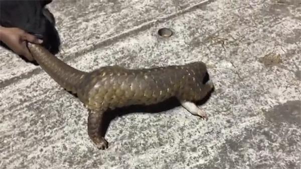 <p>Polis ekipleri, 18 file çantanın içinde 76 pangolin buldu.</p>