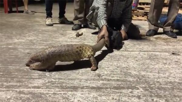 <p>Pangolinler, dünyada kaçakçıların en çok tercih ettiği hayvanlardan biri.</p>