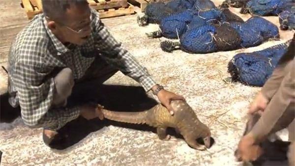 <p>Dünya üzerinde her yıl yüz binden fazla pangolin avlanıyor.</p>
