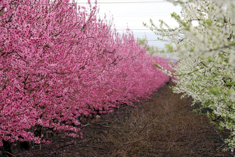 <p>Hatay'ın bereketli topraklarıyla ünlü Amik Ovası'ndaki meyve ağaçlarının çiçek açmasıyla renk cümbüşü oluştu.</p>

<p> </p>

