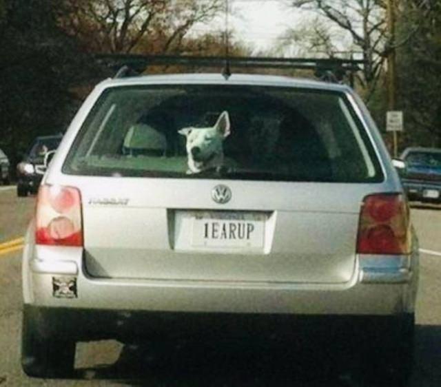 <p>Plakasında 'Kulak yukarı' yazan arabanın arkasında bulunan köpek.</p>