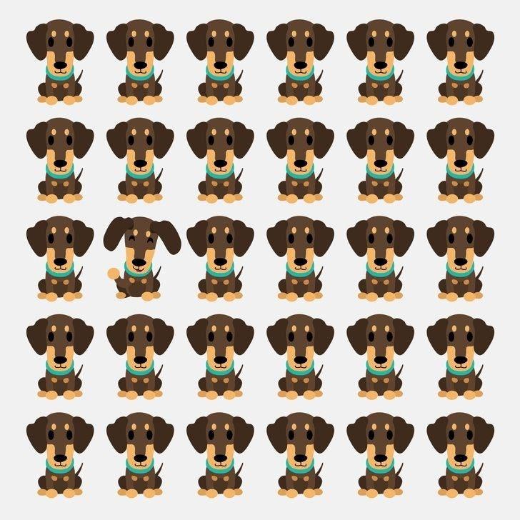 <p>Hangi köpek ötekilerden farklı görünüyor.</p>
<p> </p>