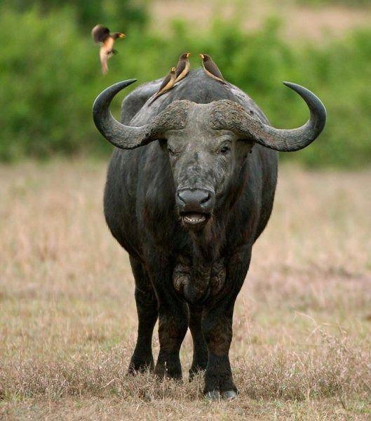 <p>Bufalo deyince, aklımıza hemen belgeseller gelmektedir. Ancak Amerika yaban sığırı olarak ta bilinen bufalo bizim bildiğimiz manda soyundan geldiği bilinmektedir.</p>
