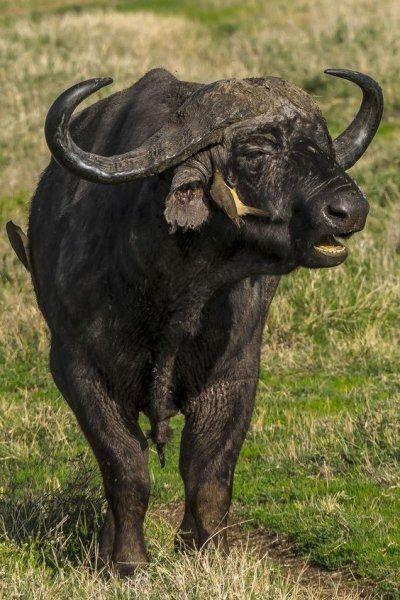 <p>Hatta Anadolu’da yaşayan mandalara İngilizce olarak Anatolian Buffalo denmektedir.Bufalo (Buffalo) Asya mandası olarak bilinir. Türkçe olarak bufalo veya Amerikan yaban sığırı olarak bilinmektedir</p>
