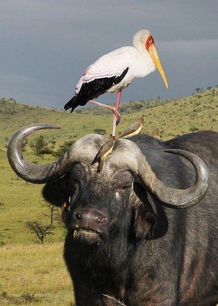 <p>Bufalo eti kırmızı et olmasına rağmen sığır etine nazaran daha az kolestrol, daha fazla demir içermektedir. Yağ oranı da sığır etinin üçte biri kadardır</p>
