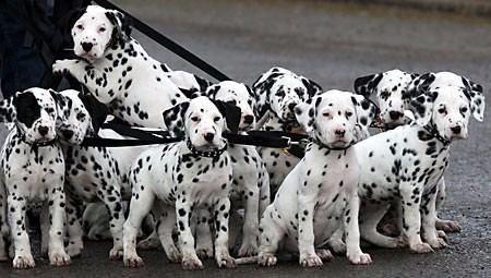 <p>Dalmaçyalılar gut olmayan tek köpek cinsidir.</p>
<p> </p>