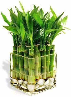 <p>Dünyanın en hızlı büyüyen bitkisi bambu, bir günde 90 cm kadar uzuyor</p>

<p> </p>

