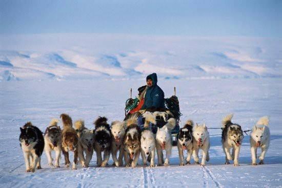 <p>Eskimo dilinde kar yağışlarının farklarını tarif etmek için kullanılan yirmiden fazla sözcük vardır.</p>
<p> </p>