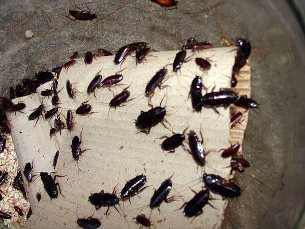 <p>Hamamböcekleri yaklaşık olarak 250 milyon yıldır yaşadıkları halde hiçbir değişime uğramamışlardır.</p>
<p> </p>
