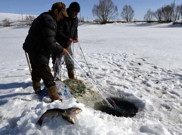 <p>Bölgede Van Gölü'nden sonra en büyük göl olan ve kış mevsiminde beyaz örtüyle kaplanan Ardahan-Kars sınırındaki Çıldır Gölü'nün yüzeyindeki buz tabakası, ilkbahar mevsimi ile erimeye başladı. Kış mevsiminde buzları kırarak avcılık yapan balıkçılar, buzların yavaş yavaş erimesi sebebiyle son ağlarını gölden çekti.</p>

<p> </p>
