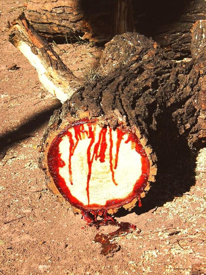 <p>Bilimsel adı 'Pterocarpus angolensis' olan, kesildiği zaman kanayan bir ağaç türü. Namı diğer 'Ejder Ağacı'</p>
