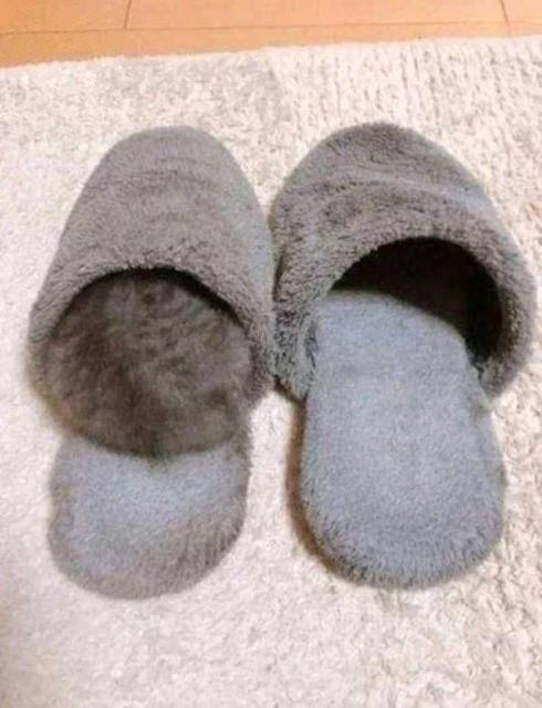 <p>Terliğin içine giren kedi.</p>
