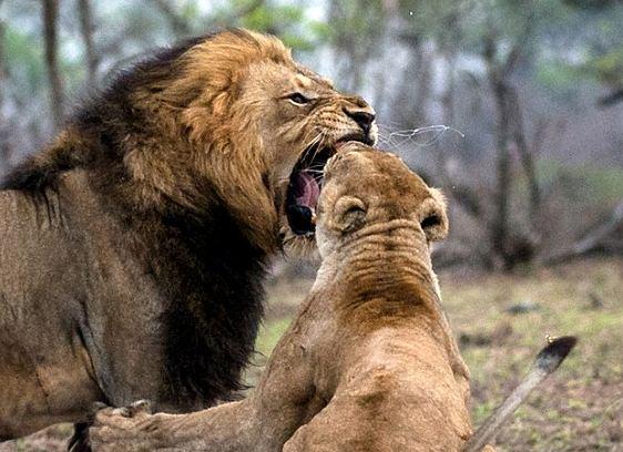 <p>Bir erkek ve dişi aslan, Güney Afrika'daki Kruger ulusal parkında şiddetli bir kavgaya tutuşurken fotoğraflandı.</p>

<p> </p>
