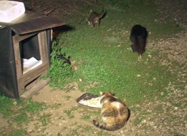 <p>Mahallelilerin kediler için yaptığı yuva önündeki kaplara koyduğu yemeklere dadanan fareler, yemeklerin konmasıyla birlikte saklandıkları yerlerden çıkarak yemekleri yiyor. </p>

<p> </p>
