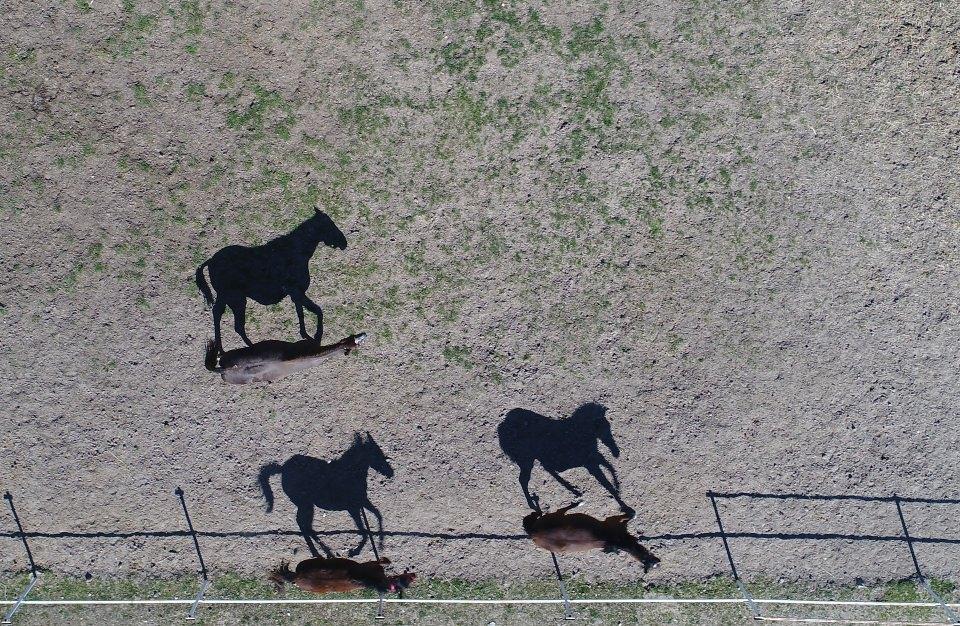 <p>İngiliz yarış atlarının beslenme ve bakımının yapıldığı 20'ye yakın &ccedil;iftliğin bulunduğu Ereğli il&ccedil;esinde, girişimci Mustafa &Ouml;zsarı'nın 2006 yılında 70 bin metrekare arazi &uuml;zerine kurduğu &ccedil;iftlik 40 İngiliz yarış atını barındırıyor. Damızlık yarış atlarından &uuml;retim yapan &Ouml;zsarı, bu yıl 8 tayı koşulara hazırlıyor. &Ouml;zsarı, yetiştirdiği bir&ccedil;ok atın &uuml;lke genelindeki koşularda birinci olmasından gurur duyuyor.</p>

<p>&nbsp;</p>
