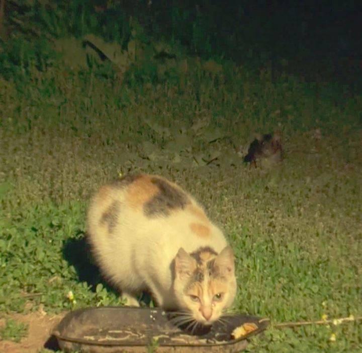 <p>Antalya'nın Muratpaşa ilçesine bağlı Doğuyaka Mahallesi'nde iri lağım fareleri kedilerin korkulu rüyası oldu.</p>

<p> </p>
