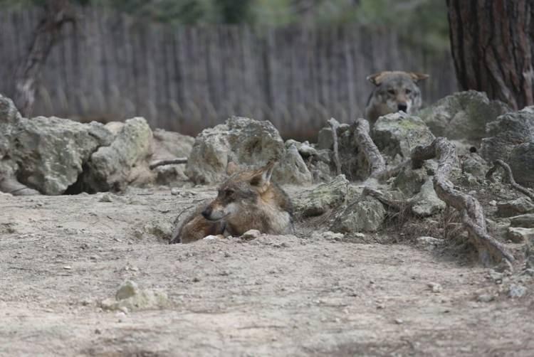 <p>Antalya Doğa ve Milli Parklar Müdürlüğü ekiplerince, aynı kafeste kaldığı kurtlarla kavga ettiği için 1 Nisan'da kafesi değiştirilmek istenirken kaçan yaban kurdunu yakalama çalışmaları sürüyor.</p>
