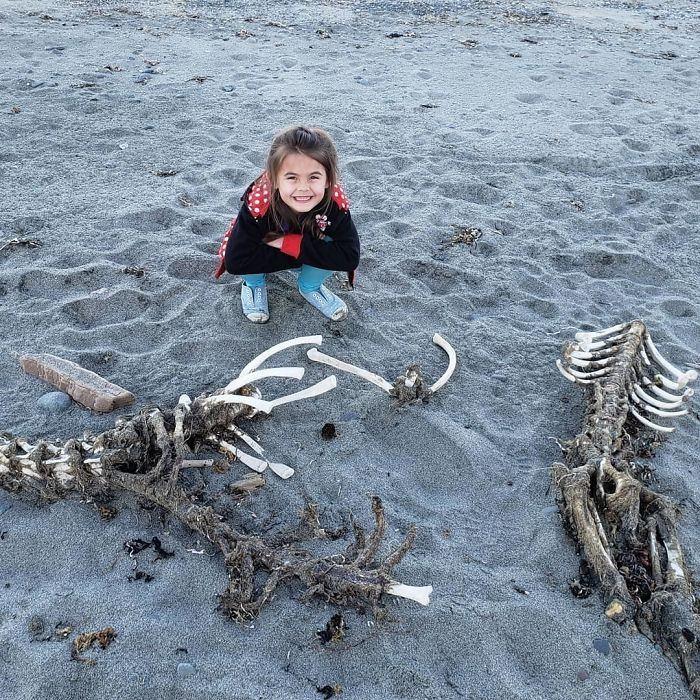 <p>&Ccedil;eşitli balık iskeletleri</p>
