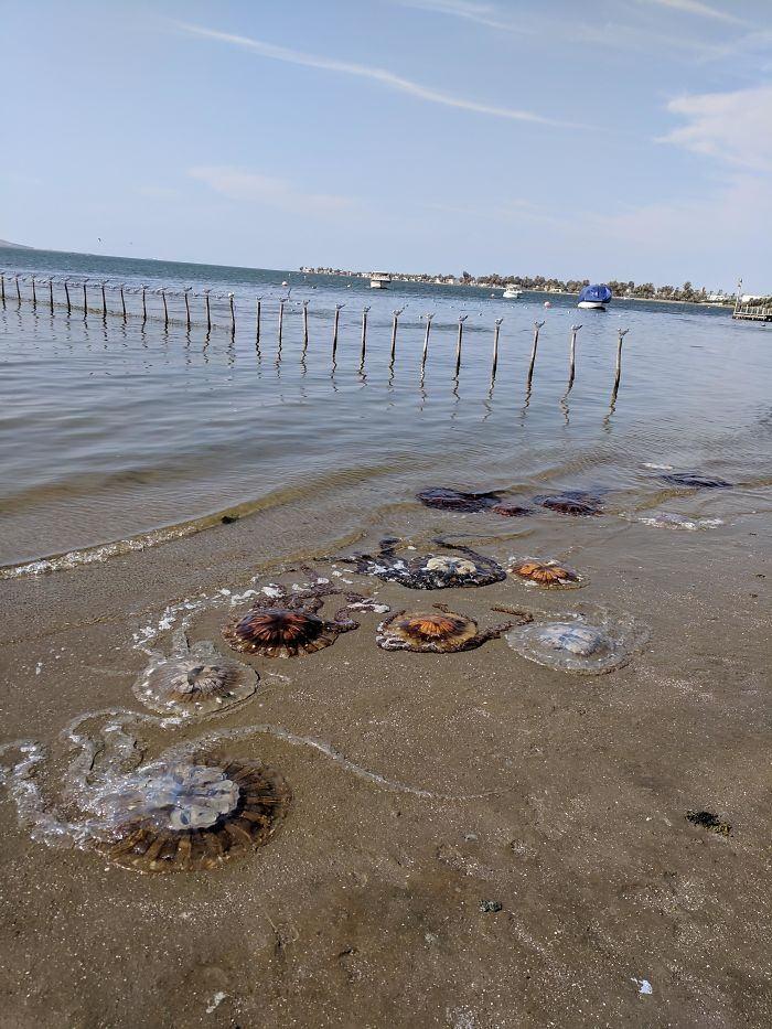 <p>Kıyıya vurmuş farklı renklerde ki denizanaları</p>
