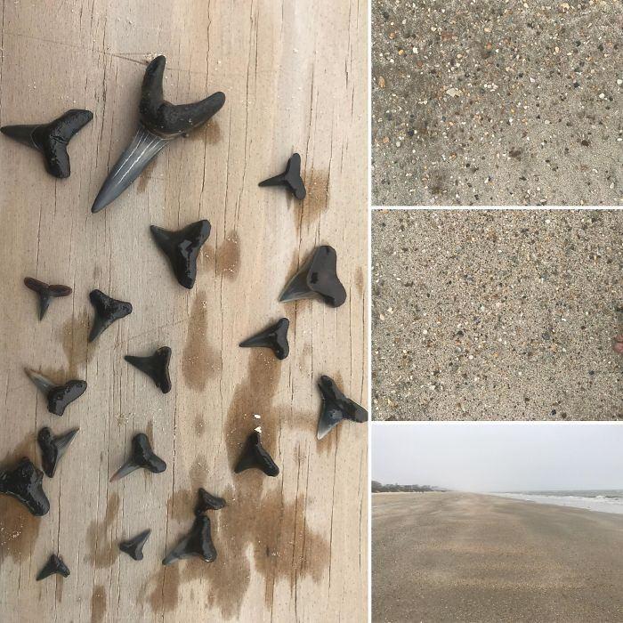 <p>K&ouml;pekbalığı dişleri</p>
