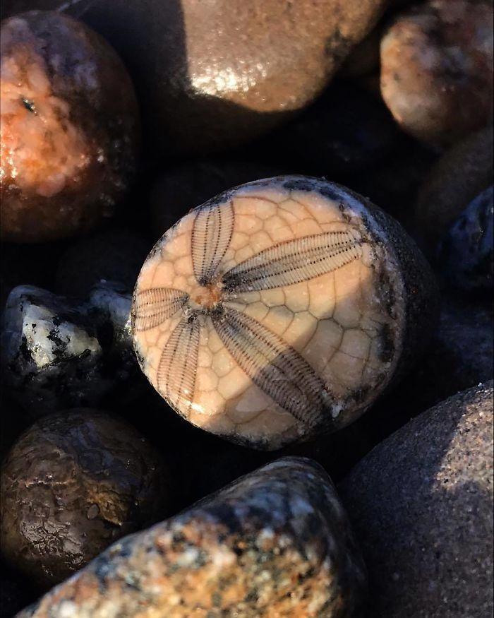 <p>Kayaya yapışmış bir denizyıldızı</p>
