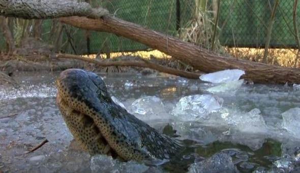 <p>Popular Science'ın haberine göre bataklıktaki timsahlar, aslında suyun yüzeyi donarken burunlarını dışarı çıkarmış ve bu sayede, soğuk sudaki bedenleri derin bir şekerleme için gevşerken oksijen ihtiyaçlarını karşılama imkanı bulmuşlardı.</p>
<p> </p>