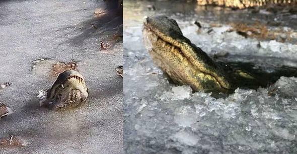 <p>Florida’da donan ve ağaçlardan aşağı düşen o iguanaları hatırladınız mı? İşte onlar da aynısını yapıyor.</p>
<p> </p>