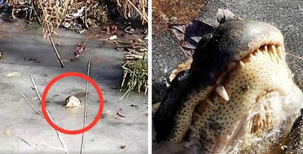 <p>Üstelik, tıpkı o gri ve katı iguanaların, küçük bir güneş ışığıyla beraber yeşil ve elastik hallerine geri dönmesi gibi; Nehir Bataklığı Parkı’ndaki kurtarılmış timsahlar da yakında her zaman yaptıkları gibi yüzmeye ve ısırmaya geri dönecekler.</p>
<p> </p>