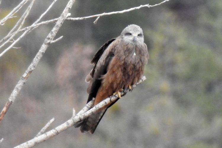 <p>&Ccedil;atal kuyruğuyla hemen tanınan iri ve koyu renkli bir yırtıcı kuş olan Kara &Ccedil;aylak, G&uuml;neybatı Avrupa&rsquo;dan Kuzey Afrika&rsquo;ya, Kuzey Sibirya&rsquo;dan Pasifik kıyılarına ve Avusturalya&rsquo;nın g&uuml;neyinden Afrika&rsquo;nın g&uuml;ney kıyılarına uzanan yaşam alanıyla d&uuml;nyada en fazla pop&uuml;lasyona sahip bir kuş olarak biliniyor.&nbsp;</p>
