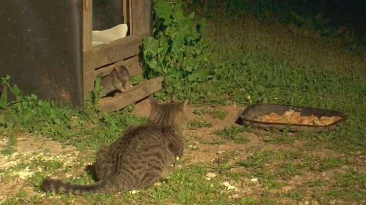 <p>Antalya'da vatandaşların kediler için bıraktığı yemek kaplarına dadanan lağım fareleri, kedilerin korkulu rüyası haline geldi. </p>

<p> </p>
