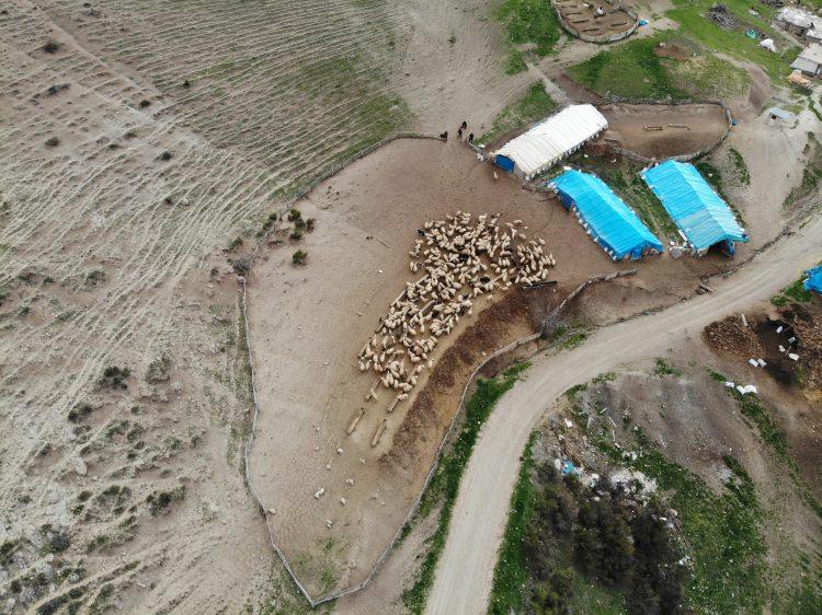 <p>Koyun ile kuzusunun, yüzlerce hayvanın bulunduğu sürüde dakikalar içinde birbirini bulması görenlerin dikkatini çekiyor.</p>