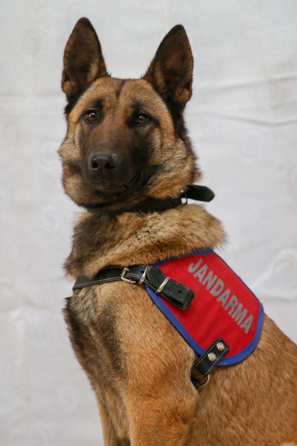 <p>"Van Jandarma Komutanlığı bünyesinde 9 alanda 26 dedektör köpeğimiz görev yapıyor. Köpek ile eğiticisi arasında zamanla duygusal bir bağ oluşuyor. </p>
<p> </p>