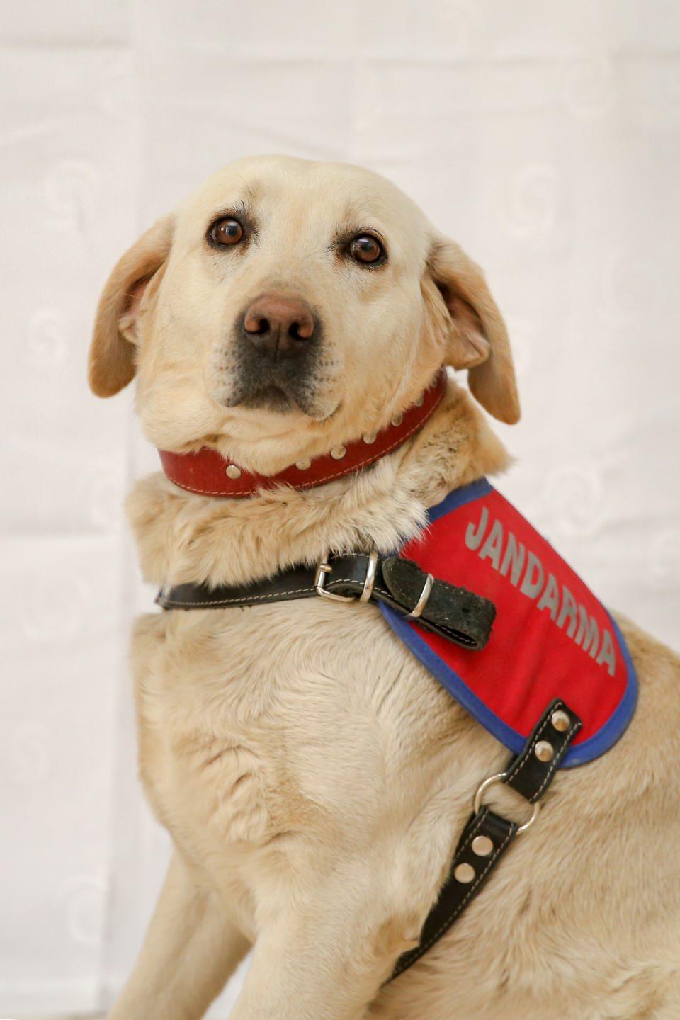 <p>Bu bağ kurulamazsa köpekten istenilen verim alınamıyor. Dedektör köpekler insandan 700-800 kat daha fazla koku alabildiğinden 'süper burun' olarak da nitelendiriliyor. </p>