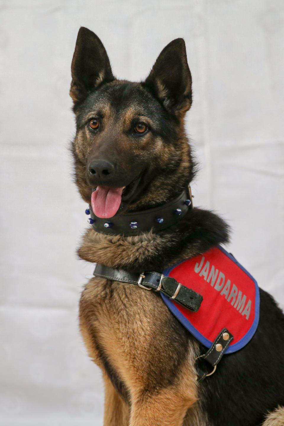 <p>Kaya, sertifikaları verilen dedektör köpeklerin 8-10 yıl suç ve suçlularla etkin mücadelede kullanıldığını belirterek, şöyle konuştu:</p>
<p> </p>