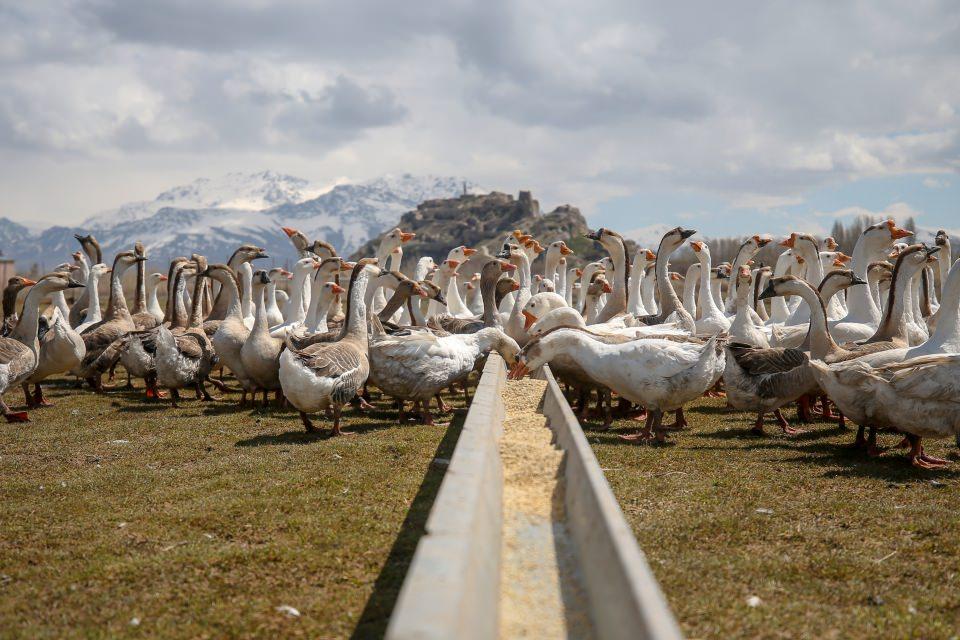 <p>Kaz yetiştiricisi Aslan, AA muhabirine yaptığı açıklamada, son yıllarda Van'da kaz yetiştiriciliğinin yaygınlaştığını söyledi.</p>

<p> </p>
