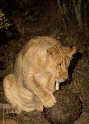 <p>Buldukları bir pangolin'i akşam yemeği için değerlendirmek isteyen aslan yavruları bu avlarında pek başarılı olamadılar.</p>

<p> </p>
