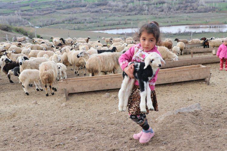 <p>Kuzuların meradan dönen anneleriyle dakikalar içinde buluşma anı, aralarındaki bağı anlatan duygusal görüntülere sahne oluyor.</p>