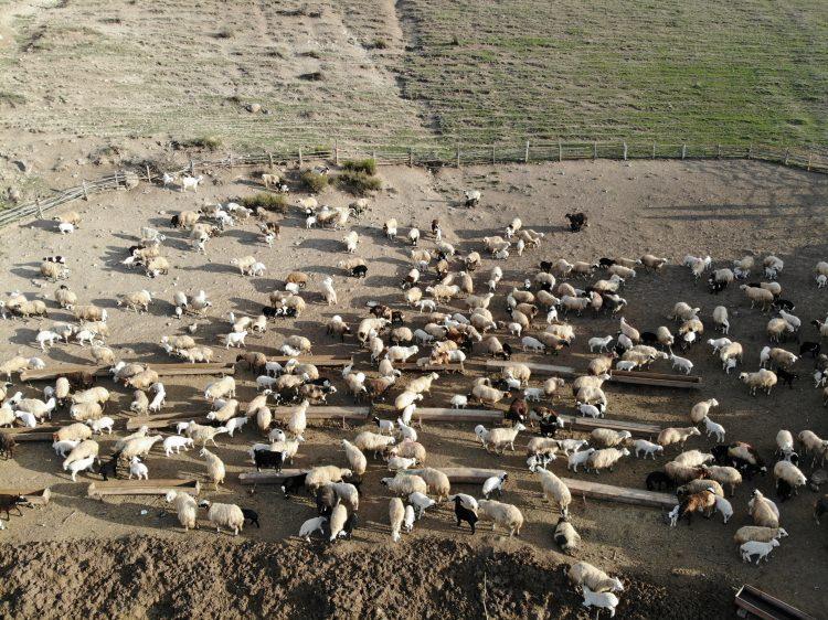 <p>Ağılındaki hayvanları baharın gelmesiyle meralara çıkardıklarını dile getiren Çelik, şunları kaydetti:</p>

<p>"Burada hayvanlarımızın ihtiyaç ve hazırlıklarını tamamladıktan sonra yaylalarımıza taşınacağız. Hayvancılık zor meslek. Buna rağmen günümüz koşullarında bu işi daha iyi yapmaya çalışıyoruz. Koyun sütünü 'şir' olarak bilinen doğal peynir mayasıyla işleyerek sofralara kaliteli tulum peynirini sunmak için elimizden geleni yapıyoruz. Türkiye ve kentimizin beyaz altını, Erzincan tulum peyniridir."</p>
