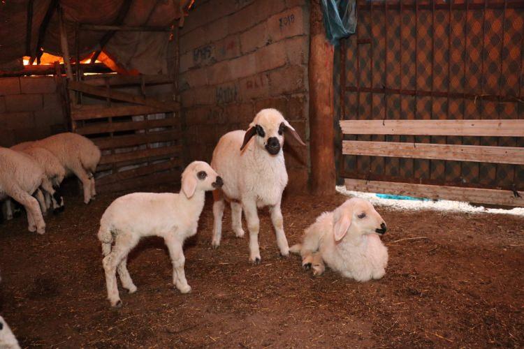 <p>Kokularından ve sesinden tanıdıkları annelerini bulunca hemen emmeye başlayan kuzuların bu buluşması, yaz dönemine kadar sürüyor.</p>