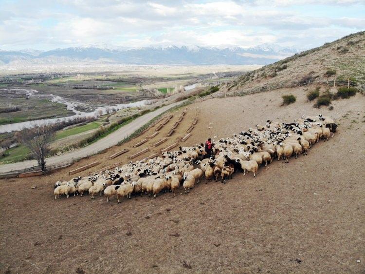 <p>Çocukluğundan beri koyunculuk yaptığını belirten Çelik, "Babamdan kalma bu işi çocukluğumdan beri yapıyorum. Koyunlarımızın ırkı akkaraman ve yılda bir defa doğum yapıyor. Bu yıl da hayvanlarımız sağ salim doğurdu. Yeni doğan kuzularımızı 3 ay gibi bir süreyle sabah, akşam annelerine emzirtiyoruz. Bu hayvanların sağlıklı ve kaliteli olması annelerinden emdikleri sütten kaynaklanıyor." diye konuştu.</p>
