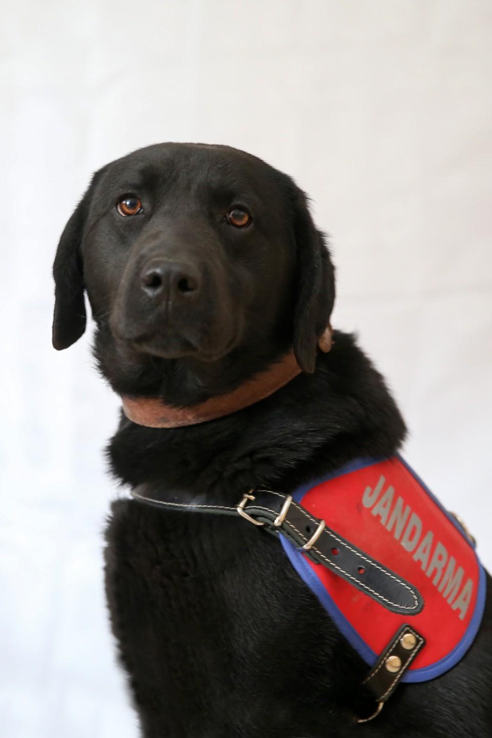 <p>Arama kurtarma köpeği sorumlusu Jandarma Uzman Çavuş Adem Kaya, AA muhabirine, dedektör köpeklerin bugüne kadar yurt içi ve dışında birçok başarılı göreve imza attığını söyledi.</p>
<p> </p>