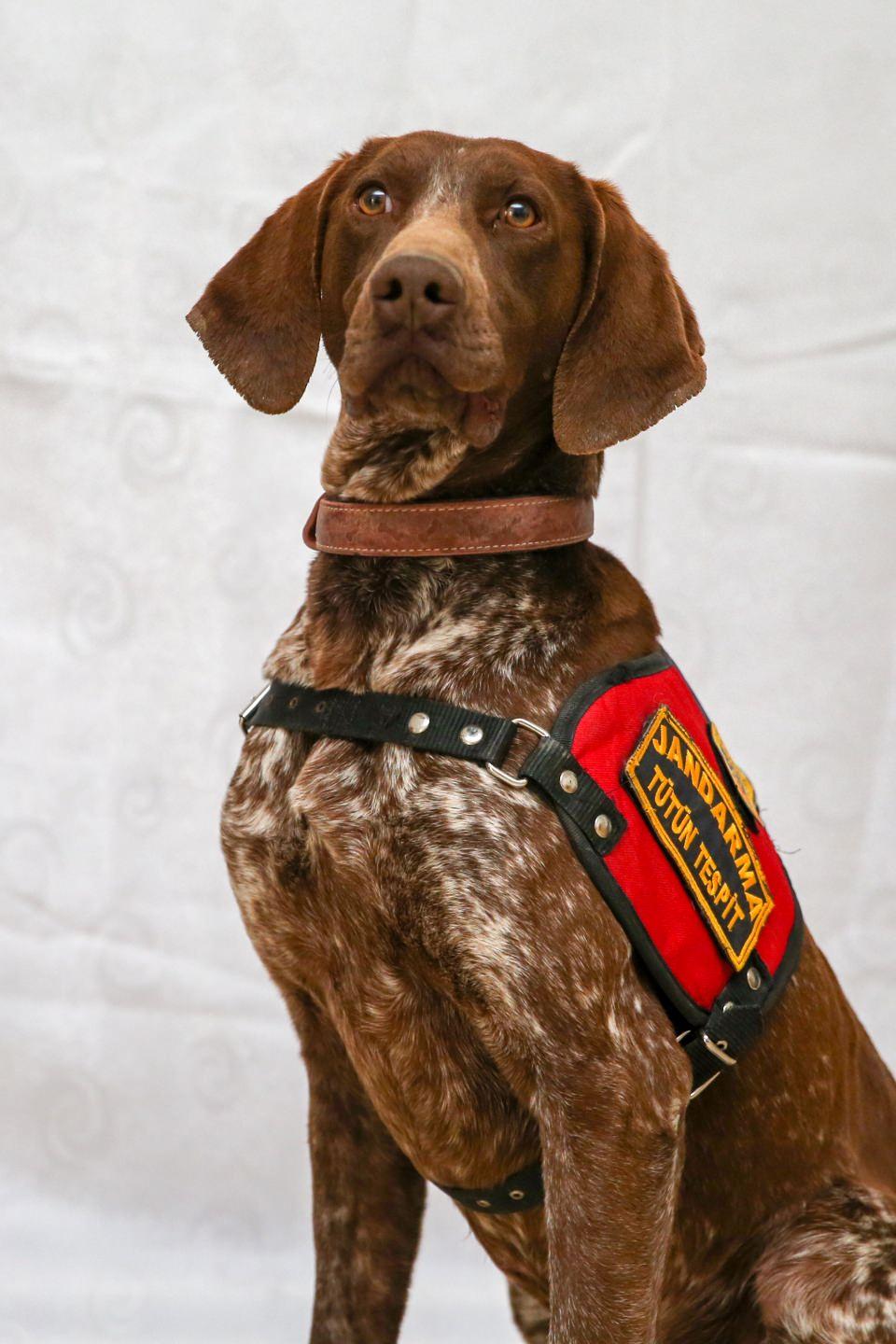 <p><strong>Uyuşturucu da buldular, el bombası da</strong></p>
<p>Jandarma Genel Komutanlığı bünyesinde 11 alanda 654 köpeğin görev yaptığını anlatan Kaya, bu eğitimli köpeklerin JAKEM Komutanlığında branşlarına göre 3-6 ay eğitime tabi tutulduğunu ifade etti.</p>