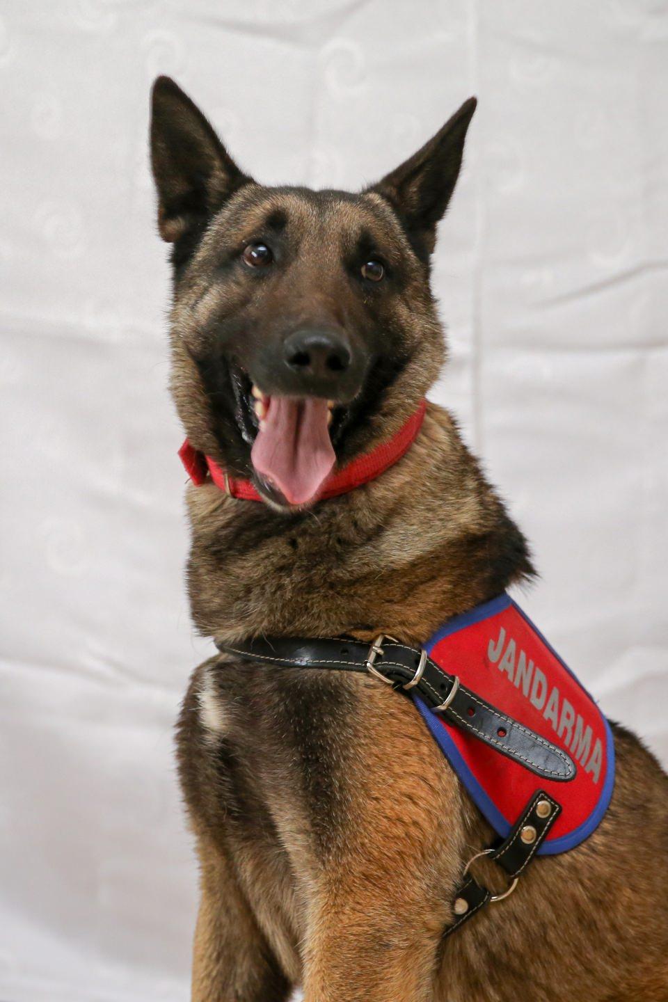 <p>Dedektör köpekler, Van'da 2018'de kullanıldıkları görevlerde 48 kilogram uyuşturucu, 5 el bombası, 6 kalaşnikof, mühimmat, 14 şarjör, 430 fişek, 14 tüp ile çok miktarda yaşamsal malzeme buldu.</p>
<p> </p>