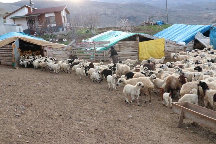<p>Türkiye'de küçükbaş hayvan yetiştiriciliğinin önemli merkezlerinden Erzincan'da meraya otlamaya götürülen koyunların, yeni doğan ve yem yeme alışkanlığı kazanmaları için ayrı yerde tutulan kuzularla buluşma anı, renkli görüntüler oluşturuyor.</p>
