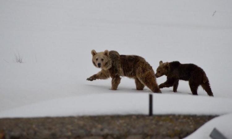 <p>Dünyanın tek göç eden boz ayılarının yaşadığı Kars'ın Sarıkamış ilçesinde kış uykusundan uyanan bir boz ayının yavrusu ile bölgede yiyecek arayışı görüntülendi.</p>
