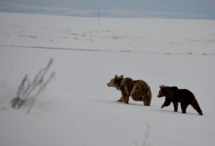 <p>Kış uykusundan uyanan ayılar yiyecek turuna çıktı. İşte Kars'ın Sarıkamış ilçesinde görüntülenen boz ayı ve yavrusu...</p>

<p> </p>

