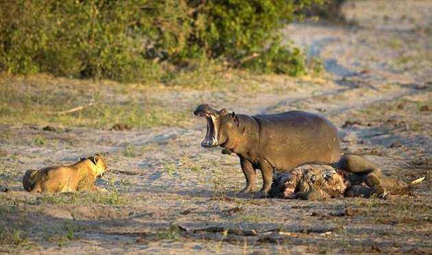 <p>Botsvana Chobe Nehri üzerinde çekilen bu görüntüler alışılmışın dışında bir aslan su aygırı profili çiziyor...</p>

<p> </p>
